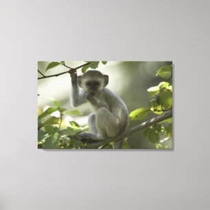 Vervet Monkey, Zimbabwe Canvas Print