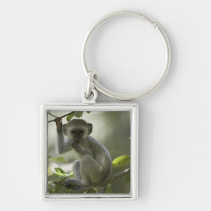 Vervet Monkey, Zimbabwe Keychain