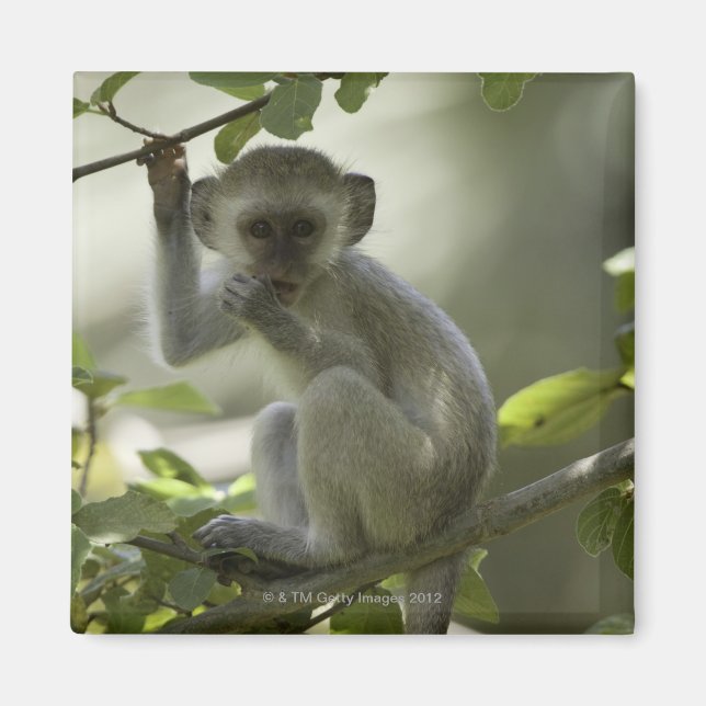 Vervet Monkey, Zimbabwe Magnet (Front)