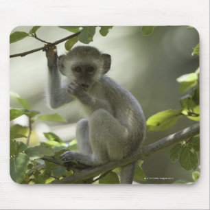Vervet Monkey, Zimbabwe Mouse Pad