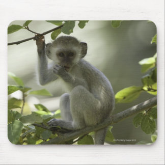 Vervet Monkey, Zimbabwe Mouse Pad