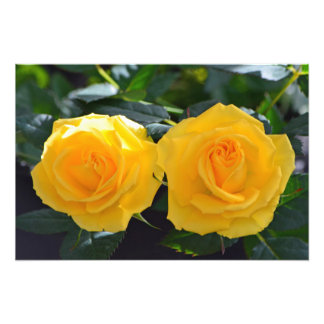 very beautiful, fresh double yellow rose flowers photo print