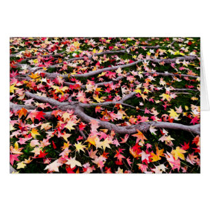 Very Colourful Maple Leaves