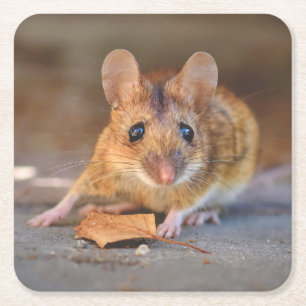 Very Cool Mouse in the Wild Coaster Set