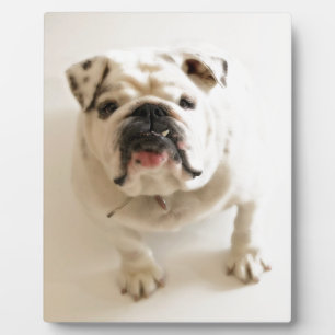Very Cute Bulldog Plaque