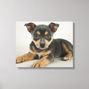 Very Cute Puppy With Loving Eyes Canvas Print