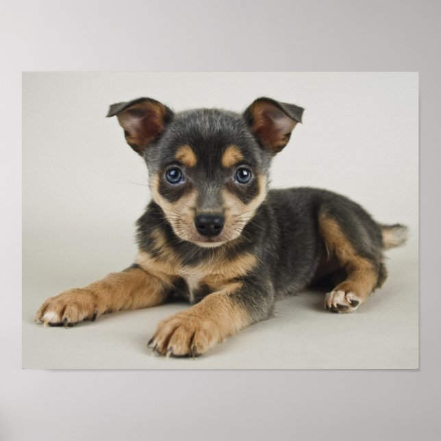 Very Cute Puppy With Loving Eyes Poster (Front)