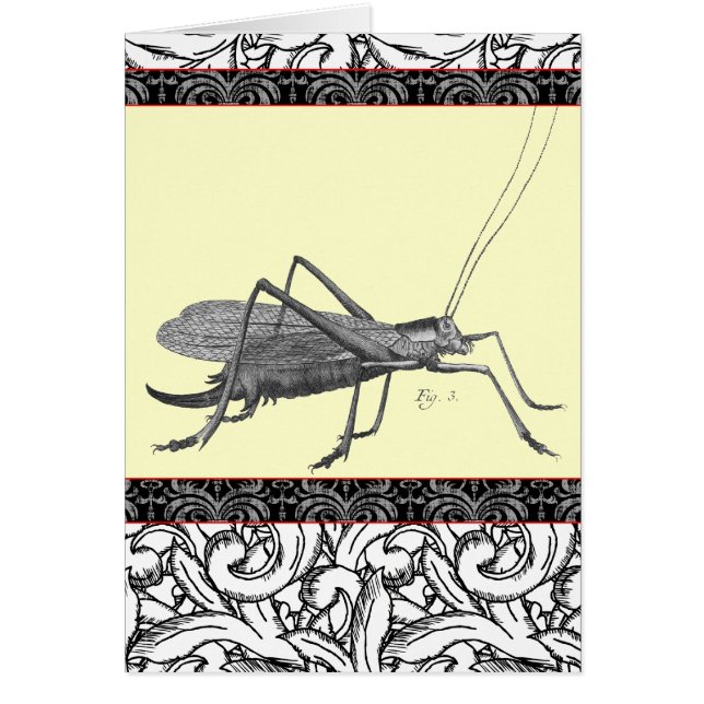 Very Elegant Grasshopper from Antique Print (Front)