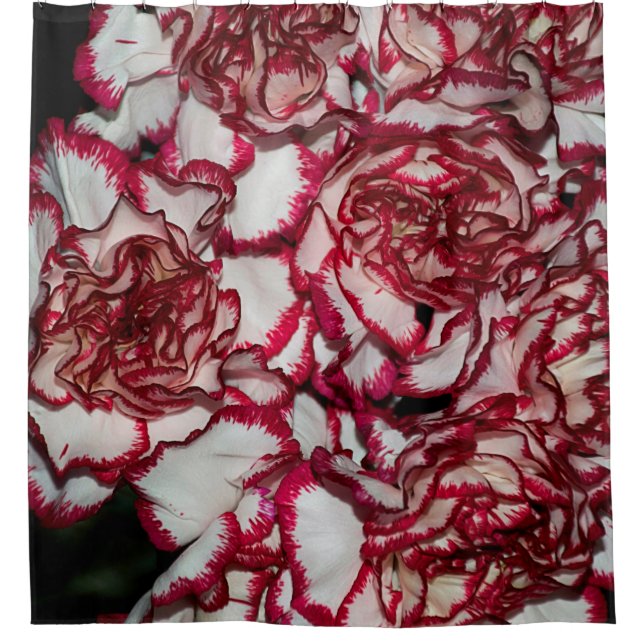 Very nice colourful carnation close up (Front)
