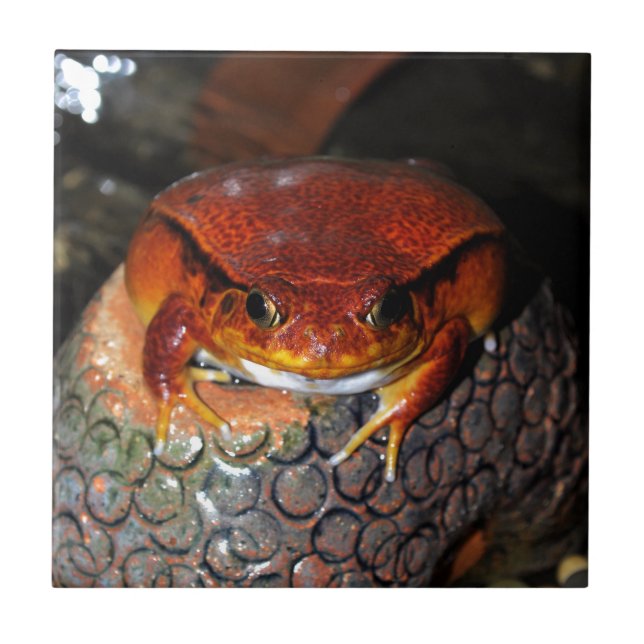 Very nice tomato frog. Frog with unusual colour. Tile (Front)