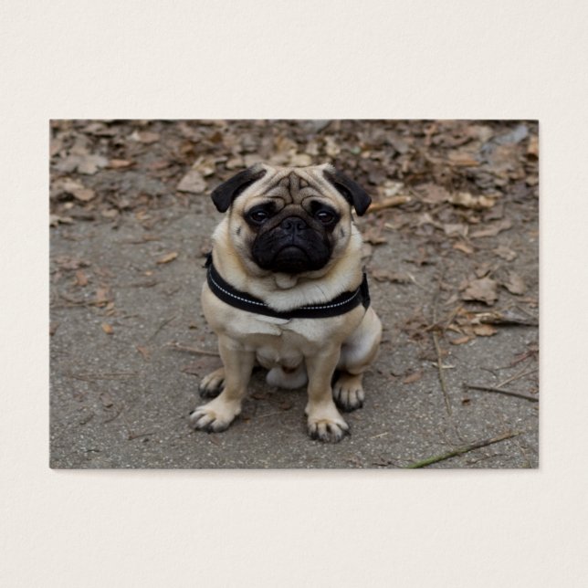 Very Serious Pug (Front)