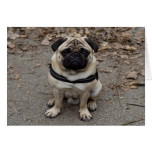 Very Serious Pug