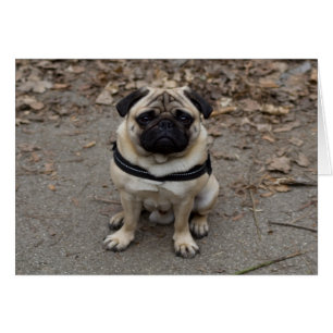 Very Serious Pug