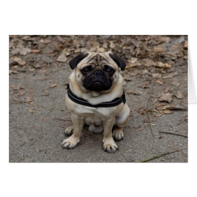 Very Serious Pug (Front Horizontal)