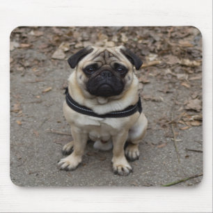 Very Serious Pug Mouse Pad