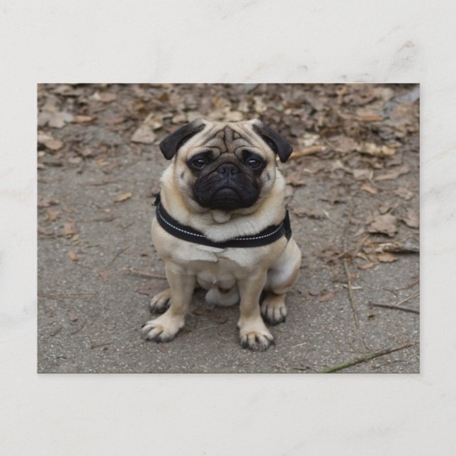 Very Serious Pug Postcard (Front)