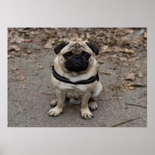 Very Serious Pug Poster