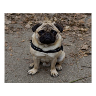 Very Serious Pug Poster