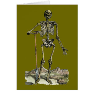 Vesalius : Système squelettique