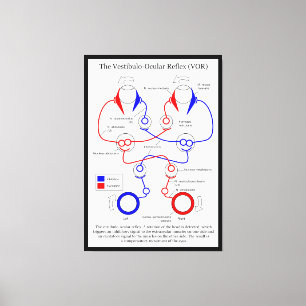 Vestibulo Ocular Reflex VOR Eye Movement Stabilize Canvas Print