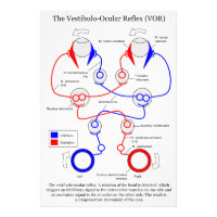 Vestibulo Ocular Reflex VOR Eye Movement Stabilize