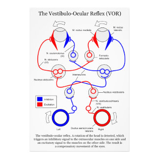 Vestibulo Ocular Reflex VOR Eye Movement Stabilize Photo Print