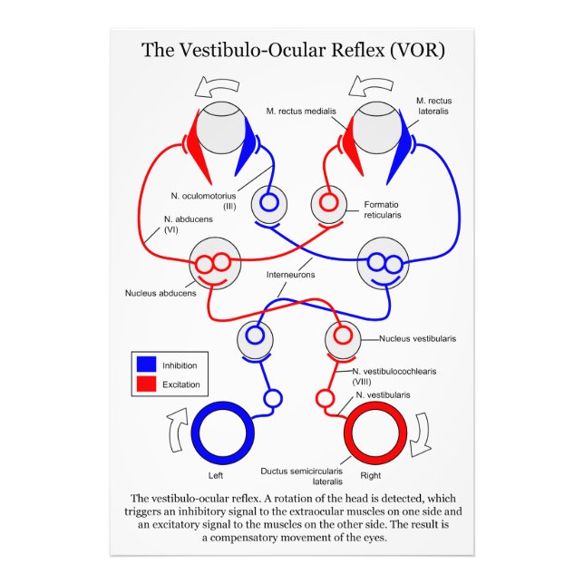 Vestibulo Ocular Reflex VOR Eye Movement Stabilize Photo Print (Front)