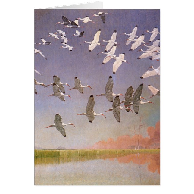Vestige d'Ibis survolant les zones humides, les oi (Devant)