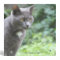 Vet Cat Binder