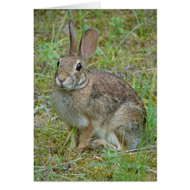 Vêtements et cadeaux de coton de l'Est du lapin sa (Devant)