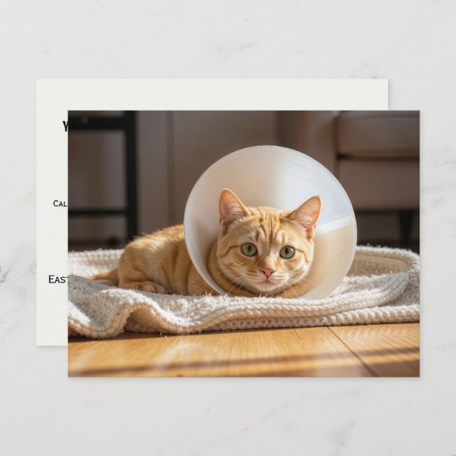 Veterinarian Ginger Cat Wearing a Cone of Shame Postcard (Front/Back)
