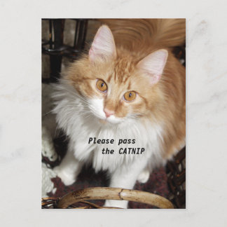Veuillez passer la carte postale de chat de