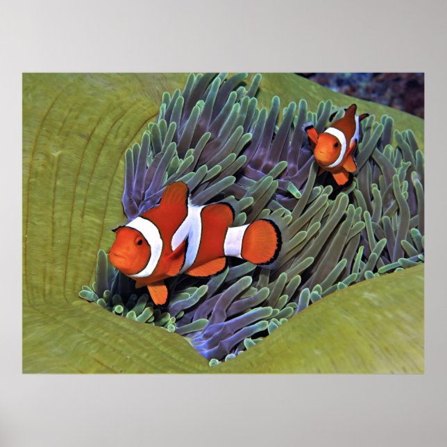 Vibrant Anenomefish Poster (Front)
