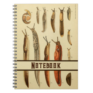 Vibrant Antique Slug Illustration Natural History Notebook
