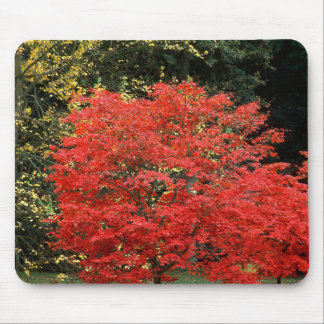 Vibrant Autumn Red Japanese Maple Tree Photography Mouse Pad