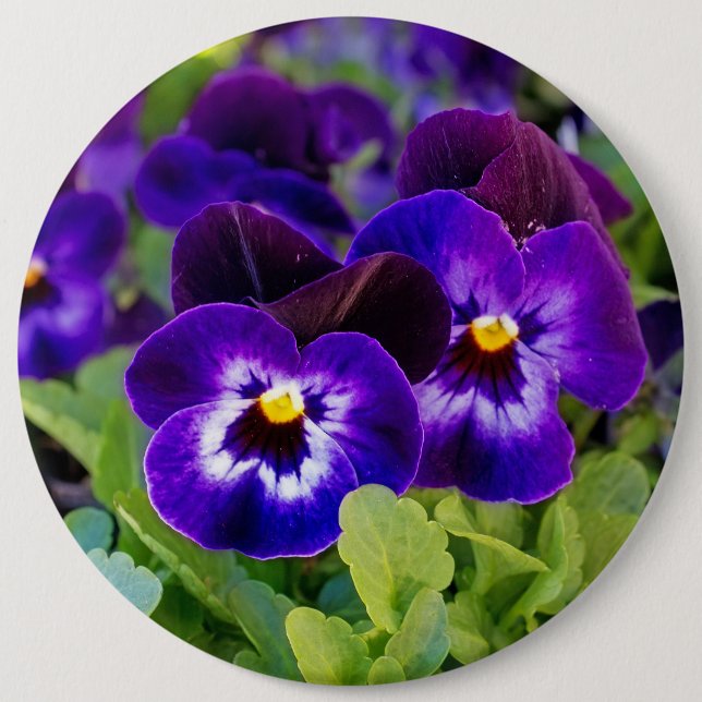 Vibrant Beautiful Purple Poppy Flowers Photograph 6 Inch Round Button (Front)