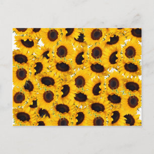 Vibrant Beautiful Sunflowers Nature Floral Pattern Postcard