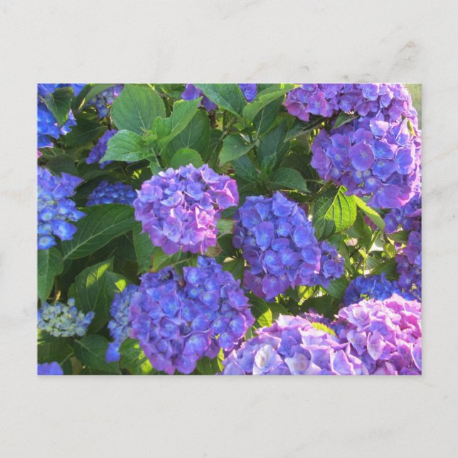 Vibrant Blue and Purple Hydrangeas Postcard (Front)