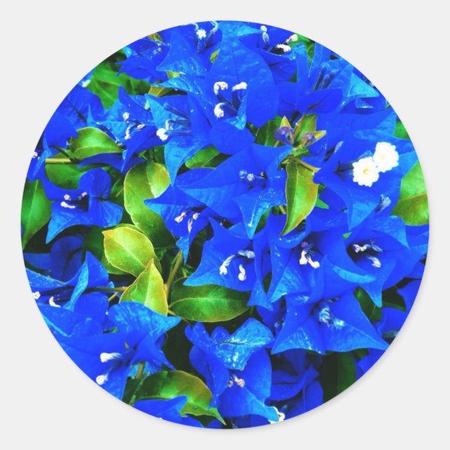 Vibrant Blue Bougainvillea Flowers Classic Round Sticker (Front)