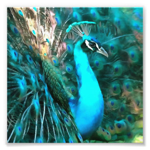 Vibrant Blue Peacock In With Fanned Tail Photo Print