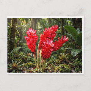 Vibrant Botanical Ginger Blossom Coffee Mug Postcard