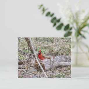 Vibrant Cardinal Postcard