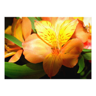 Vibrant colour lily flower photo print