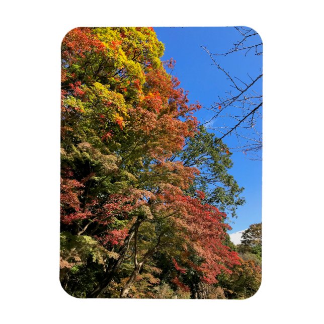 Vibrant Coloured Maples Magnet (Vertical)