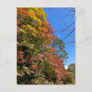 Vibrant Coloured Maples Postcard