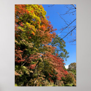 Vibrant Coloured Maples Poster