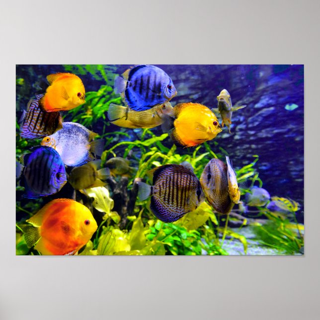 Vibrant Colourful Aquatic Tropical Sea Fish Poster (Front)