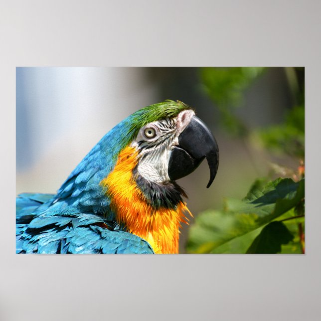 Vibrant Colourful Macaw Poster (Front)