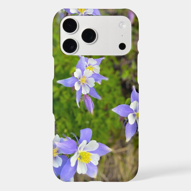 Vibrant Columbine Flowers in Violet Blue Yellow (Verso)