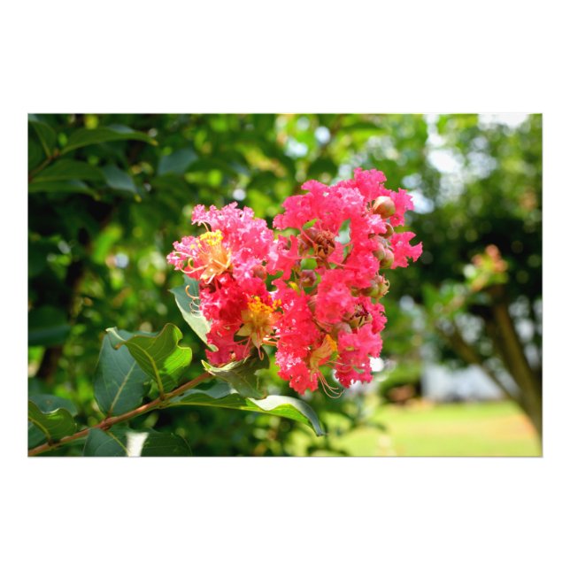 Vibrant Crepe Myrtle Tree  Photo Print (Front)